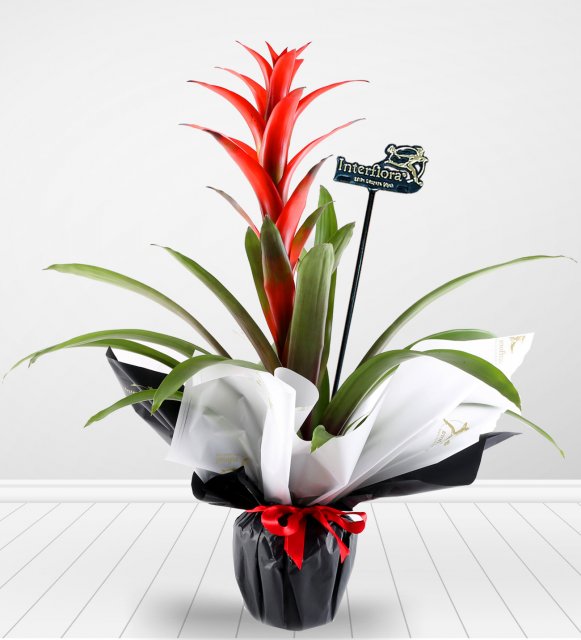 Guzmania